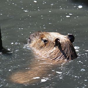 Capybara (Hydrochoerus hydrochaeris) in the pool, 2019-06-01