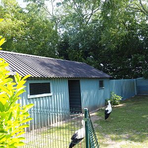 Capybara - Domestic duck - Eurasian white stork - Yellow-bellied slider - Blue peafowl barn, 2019-06-01