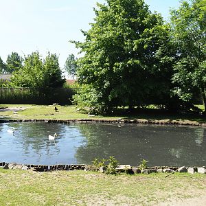 Capybara - Domestic duck - Eurasian white stork - Yellow-bellied slider - Blue peafowl exhibit, 2019-06-01