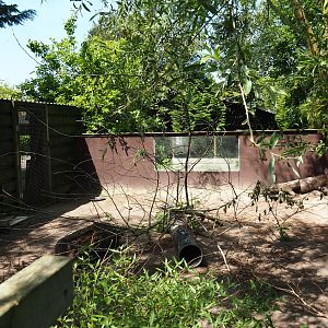 Domestic guinea pig exhibit, 2019-06-01