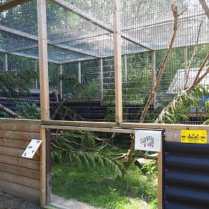 Asian palm civet exhibit, 2019-06-01