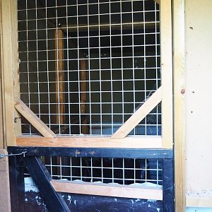 Asian palm civet indoor housing, 2019-06-01