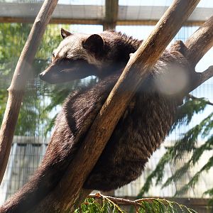 Asian palm civet (Paradoxurus hermaphroditus), 2019-06-01