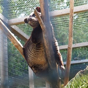 Asian palm civet (Paradoxurus hermaphroditus), 2019-06-01