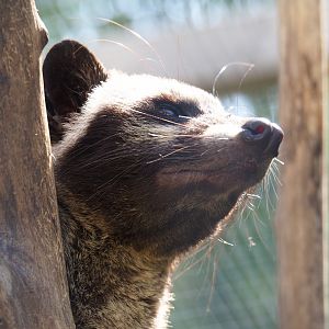 Asian palm civet (Paradoxurus hermaphroditus), 2019-06-01