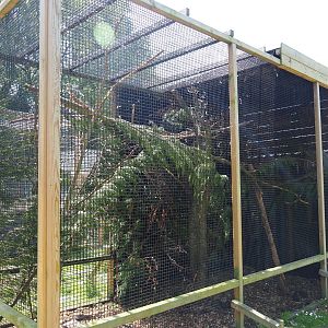 American red squirrel exhibit, 2019-06-01