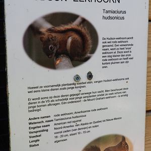 Sign American red squirrel, 2019-06-01