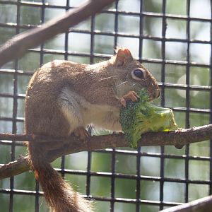 American red squirrel (Tamiasciurus hudsonicus) consuming broccoli, 2019-06-01