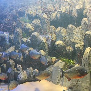 Piranha Tank