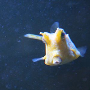 Cowfish