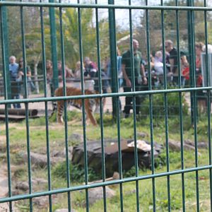 Tiger Enclosure