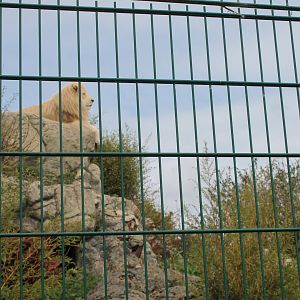 Caspar the White Lion