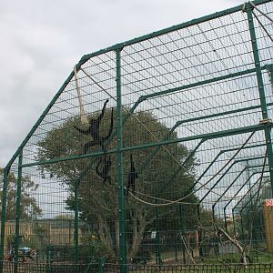 Spider Monkey Enclosure