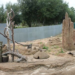 Meerkat Enclosure