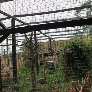 Vervet Monkey Enclosure