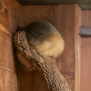 Suspected Northern Tamandua 2