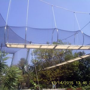 New! Colobus Crossing