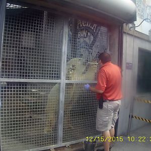 Glacier Run - Polar Bear Training