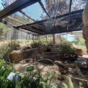 Sep. 2019 - Polar Bear Plunge - Arctic Fox Exhibit