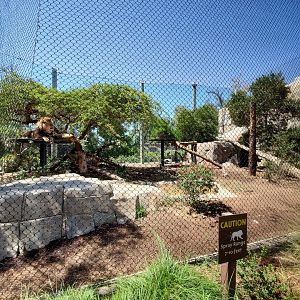 Sep. 2019 - Elephant Odyssey - Lion Exhibit