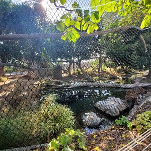 Sep. 2019 - Elephant Odyssey - Jaguar Exhibit