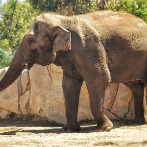 Sep. 2019 - Elephant Odyssey - Devi