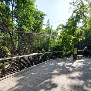 Sep. 2019 - The Lost Forest - Monkey Trails & Forest Tales - Tufted Capuchin Viewing