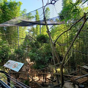 Sep. 2019 - The Lost Forest - Monkey Trails & Forest Tales - Tufted Capuchin Exhibit