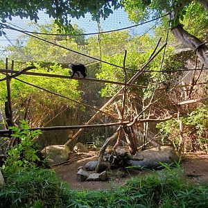 Sep. 2019 - The Lost Forest - Monkey Trails & Forest Tales - Lion-tailed Macaque Exhibit