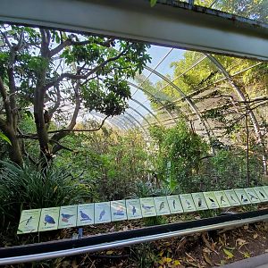 Sep. 2019 - The Lost Forest - Gorilla Tropics - Scripps Aviary [Closed Off]