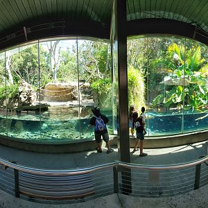 Sep. 2019 - The Lost Forest - Monkey Trails & Forest Tales - Pygmy Hippo/Wolf's Guenon/Spot-nosed Monkey + Slender-snouted Crocodile Exhibit