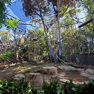 Sep. 2019 - The Lost Forest - Monkey Trails & Forest Tales - Angolan Colobus Exhibit