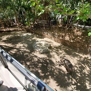 Sep. 2019 - The Lost Forest - Monkey Trails & Forest Tales - Babirusa Exhibit