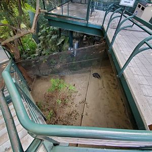 Sep. 2019 - The Lost Forest - Monkey Trails & Forest Tales - Tufted Deer Exhibit