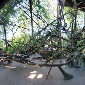 Sep. 2019 - The Lost Forest - Absolutely Apes - Slivered Langur Exhibit