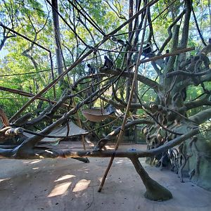 Sep. 2019 - The Lost Forest - Absolutely Apes - Silvered Langur Exhibit