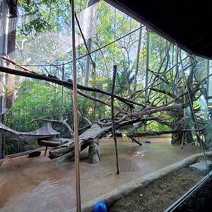 Sep. 2019 - The Lost Forest - Absolutely Apes - Silvered Langur Indoor Exhibit