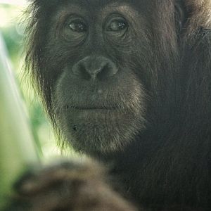 Sep. 2019 - The Lost Forest - Absolutely Apes - Aisha