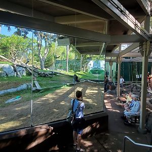 Sep. 2019 - The Lost Forest - Gorilla Tropics - Gorilla Exhibit Glass Viewing