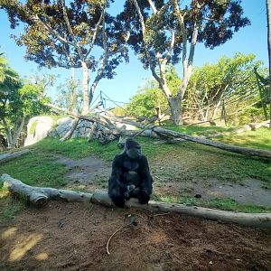 Sep. 2019 - The Lost Forest - Gorilla Tropics - Gorilla Exhibit