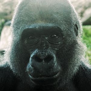 Sep. 2019 - The Lost Forest - Gorilla Tropics - Maka