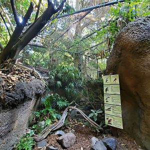 Sep. 2019 - The Lost Forest - Tiger River - 6 Species Aviary