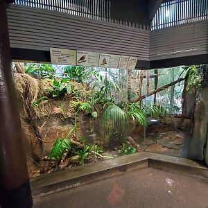 Sep. 2019 - The Lost Forest - Tiger River - Coronated Fruit Dove/Red-billed Leiothrix Exhibit