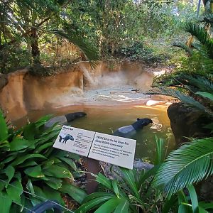 Sep. 2019 - The Lost Forest - Tiger River - Mayalan Tapir Exhibit
