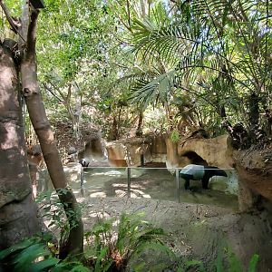 Sep. 2019 - The Lost Forest - Tiger River - Malayan Tapir Exhibit