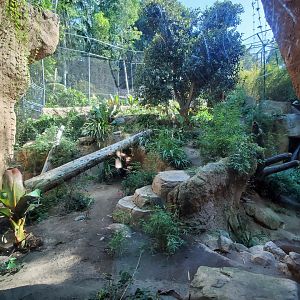 Sep. 2019 - The Lost Forest - Tiger River - Second Malayan Tiger Exhibit
