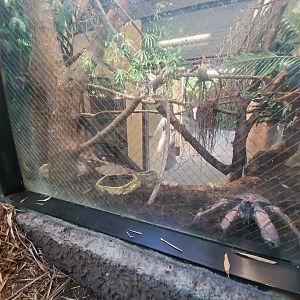 Sep. 2019 - The Lost Forest - Tiger River - Coconut Crab Exhibit