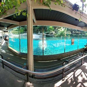 Sep. 2019 - The Lost Forest - Ituri Forest - Hippo Exhibit Panorama