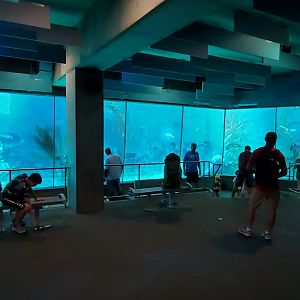 Sep. 2019 - Africa Rocks - African Penguin/Leopard Shark Tank