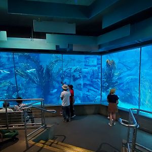Sep. 2019 - Africa Rocks - African Penguin/Leopard Shark Tank